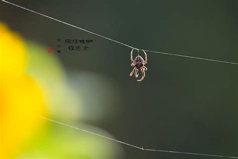 蜘蛛結網風水